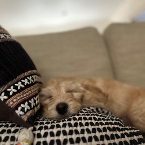 Meet your Posher, Anna